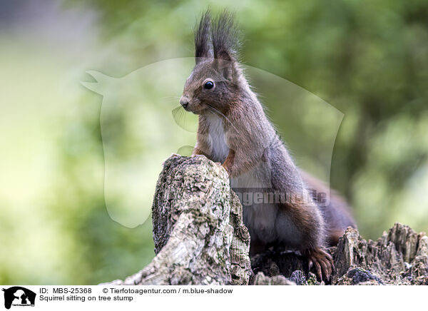Eichhrnchen sitzt auf Baumstumpf / Squirrel sitting on tree stump / MBS-25368