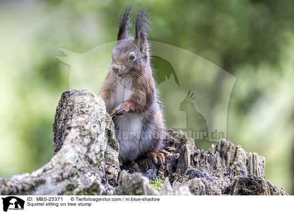 Eichhrnchen sitzt auf Baumstumpf / Squirrel sitting on tree stump / MBS-25371