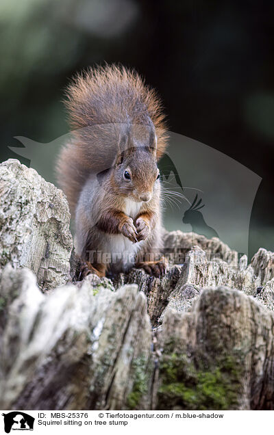 Squirrel sitting on tree stump / MBS-25376