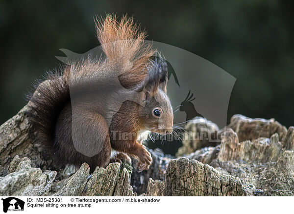 Eichhrnchen sitzt auf Baumstumpf / Squirrel sitting on tree stump / MBS-25381