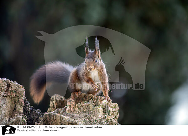 Squirrel sitting on tree stump / MBS-25387