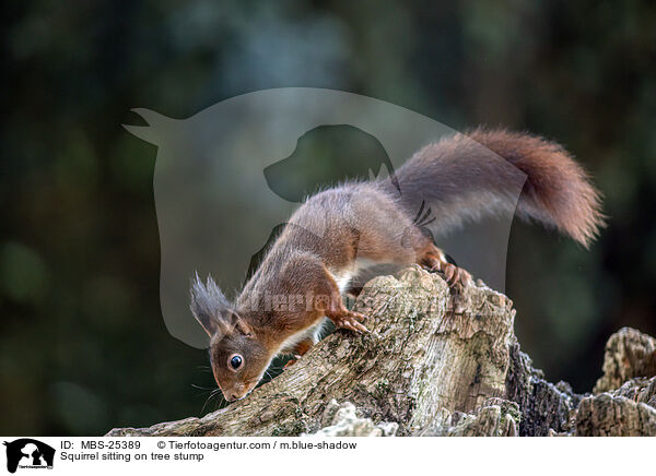 Eichhrnchen sitzt auf Baumstumpf / Squirrel sitting on tree stump / MBS-25389