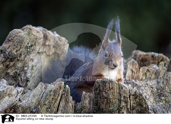 Eichhrnchen sitzt auf Baumstumpf / Squirrel sitting on tree stump / MBS-25396