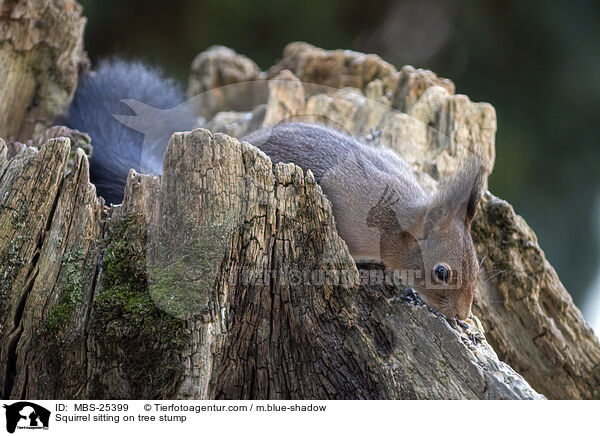 Eichhrnchen sitzt auf Baumstumpf / Squirrel sitting on tree stump / MBS-25399
