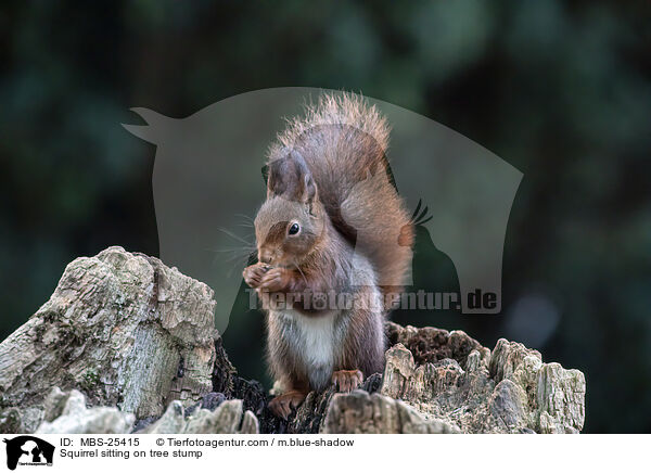 Eichhrnchen sitzt auf Baumstumpf / Squirrel sitting on tree stump / MBS-25415