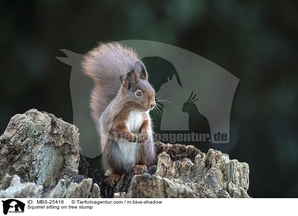 Eichhrnchen sitzt auf Baumstumpf / Squirrel sitting on tree stump / MBS-25416