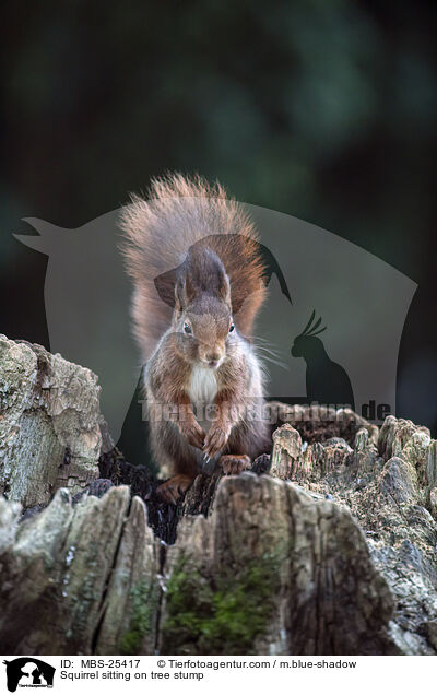 Eichhrnchen sitzt auf Baumstumpf / Squirrel sitting on tree stump / MBS-25417