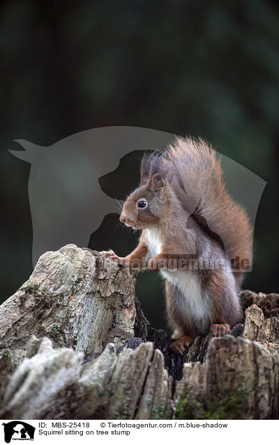 Eichhrnchen sitzt auf Baumstumpf / Squirrel sitting on tree stump / MBS-25418