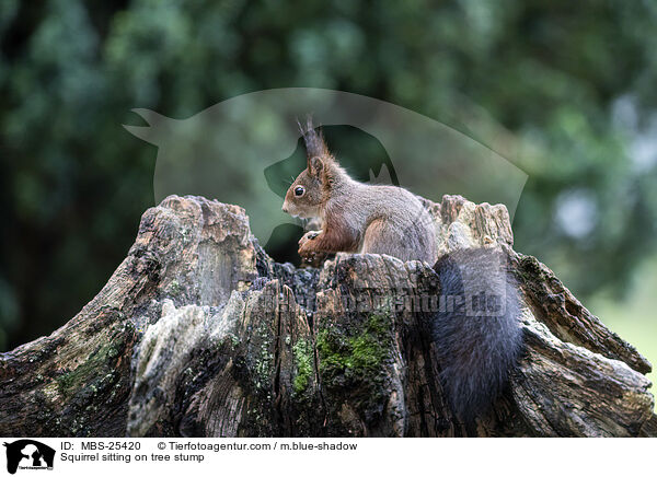 Eichhrnchen sitzt auf Baumstumpf / Squirrel sitting on tree stump / MBS-25420