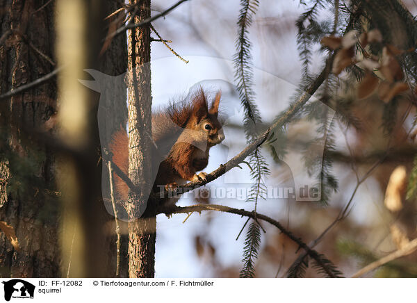 Eichhrnchen / squirrel / FF-12082