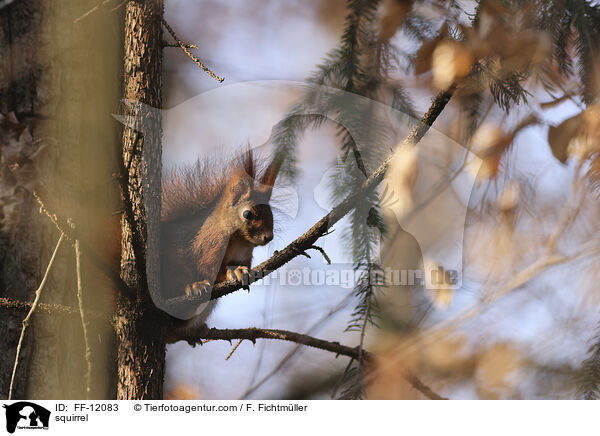 Eichhrnchen / squirrel / FF-12083