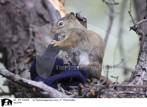 squirrel / FF-14294