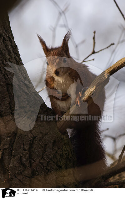 squirrel / PK-01414