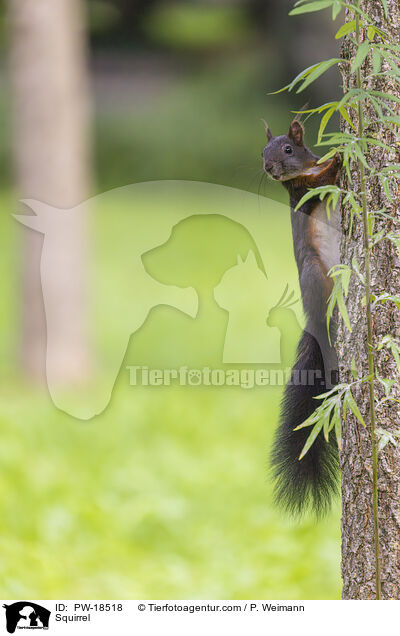 Eichhrnchen / Squirrel / PW-18518