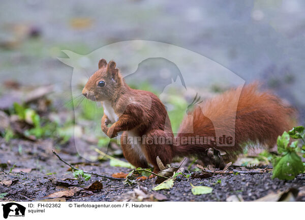 Eichhrnchen / squirrel / FH-02362