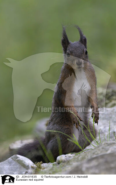 Europisches Eichhrnchen / Eurasian red squirrel / JOH-01635
