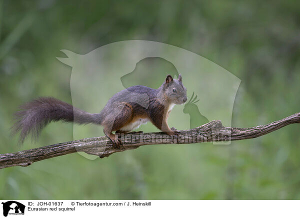 Europisches Eichhrnchen / Eurasian red squirrel / JOH-01637