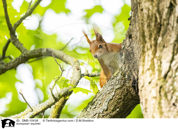Eichhrnchen / european squirrel / DMS-10438