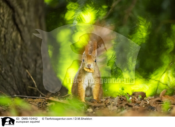 Eichhrnchen / european squirrel / DMS-10442