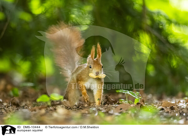 Eichhrnchen / european squirrel / DMS-10444