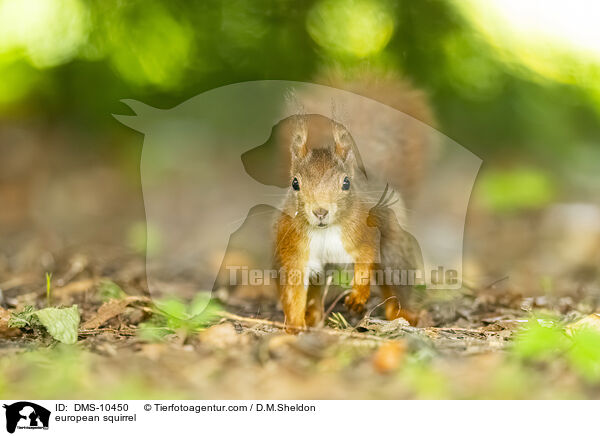 Eichhrnchen / european squirrel / DMS-10450