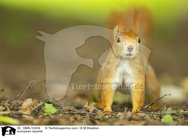 Eichhrnchen / european squirrel / DMS-10454