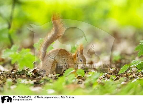 Eichhrnchen / european squirrel / DMS-10455