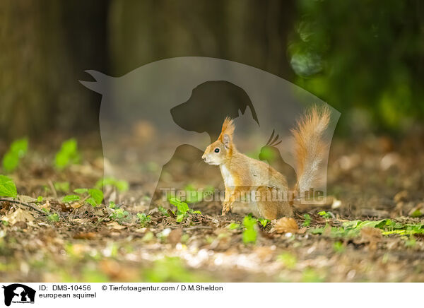Eichhrnchen / european squirrel / DMS-10456