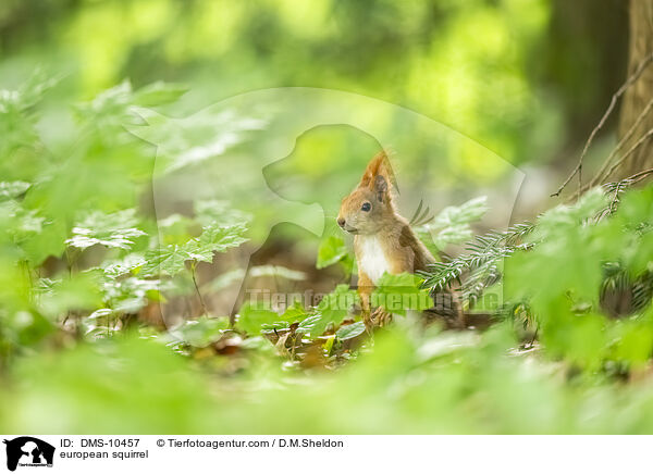 Eichhrnchen / european squirrel / DMS-10457