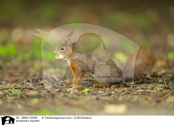 Eichhrnchen / european squirrel / DMS-10459