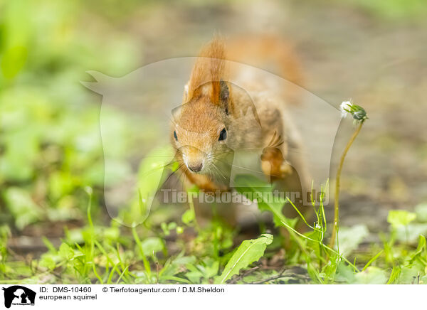 Eichhrnchen / european squirrel / DMS-10460