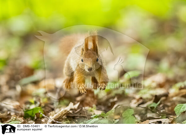 Eichhrnchen / european squirrel / DMS-10461
