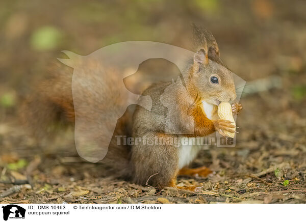 Eichhrnchen / european squirrel / DMS-10463