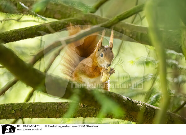 Eichhrnchen / european squirrel / DMS-10471