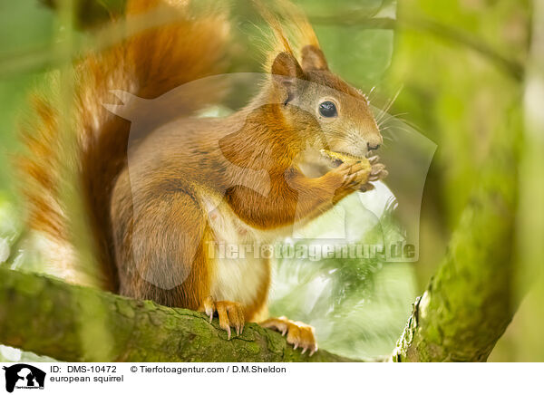 Eichhrnchen / european squirrel / DMS-10472