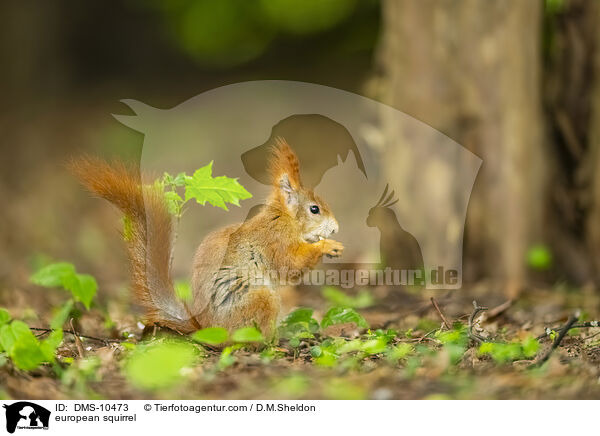 Eichhrnchen / european squirrel / DMS-10473