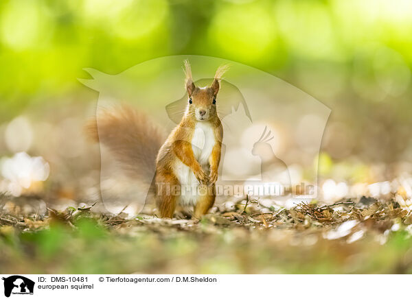 Eichhrnchen / european squirrel / DMS-10481