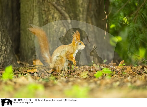 Eichhrnchen / european squirrel / DMS-10482