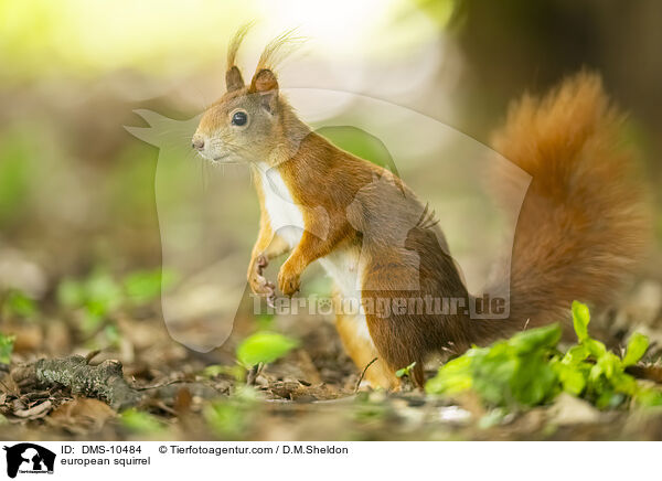 Eichhrnchen / european squirrel / DMS-10484