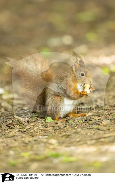 Eichhrnchen / european squirrel / DMS-10489