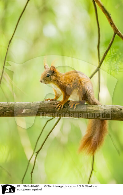 Eichhrnchen / european squirrel / DMS-10490