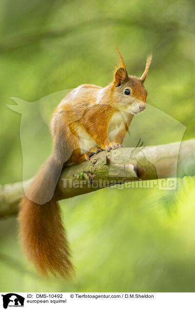 Eichhrnchen / european squirrel / DMS-10492