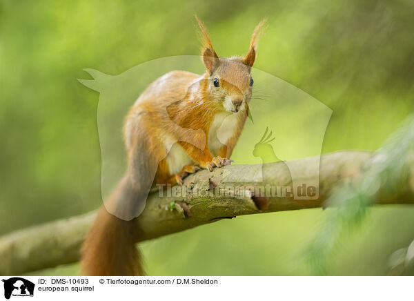 Eichhrnchen / european squirrel / DMS-10493