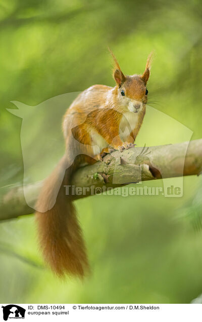 Eichhrnchen / european squirrel / DMS-10494