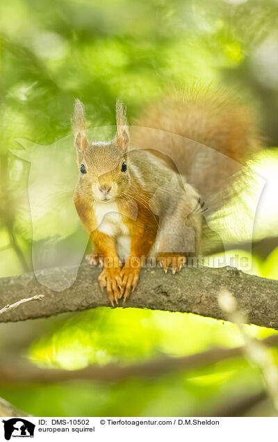 Eichhrnchen / european squirrel / DMS-10502