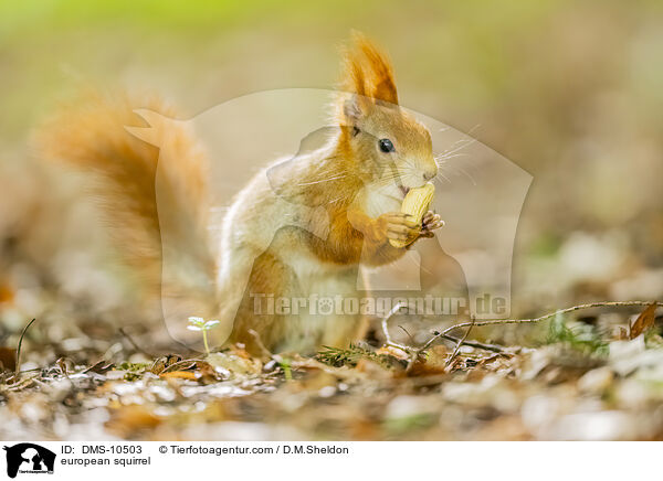 Eichhrnchen / european squirrel / DMS-10503