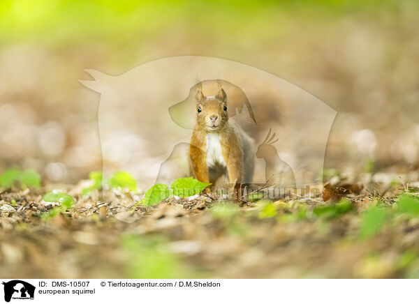 Eichhrnchen / european squirrel / DMS-10507