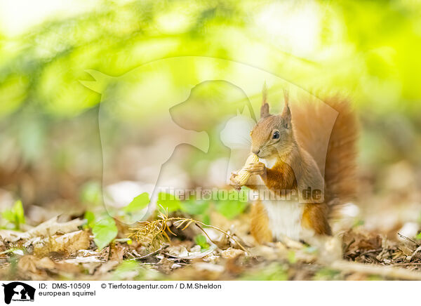 Eichhrnchen / european squirrel / DMS-10509
