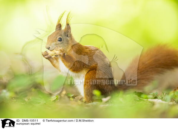 Eichhrnchen / european squirrel / DMS-10511