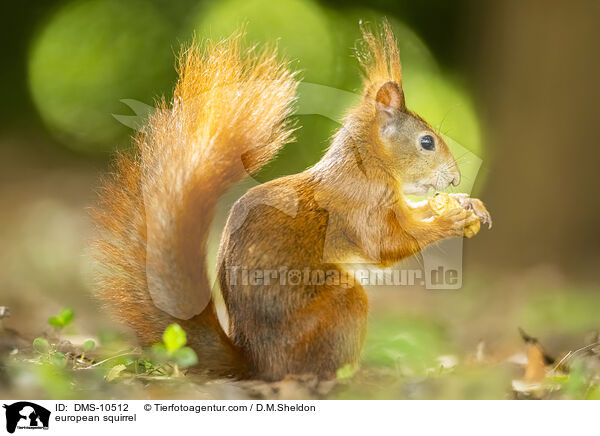 Eichhrnchen / european squirrel / DMS-10512